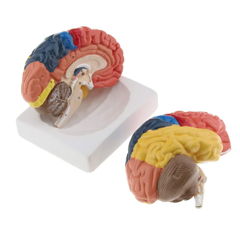 Medical Lab And Science - Modelo de cerebro humano anatómico de