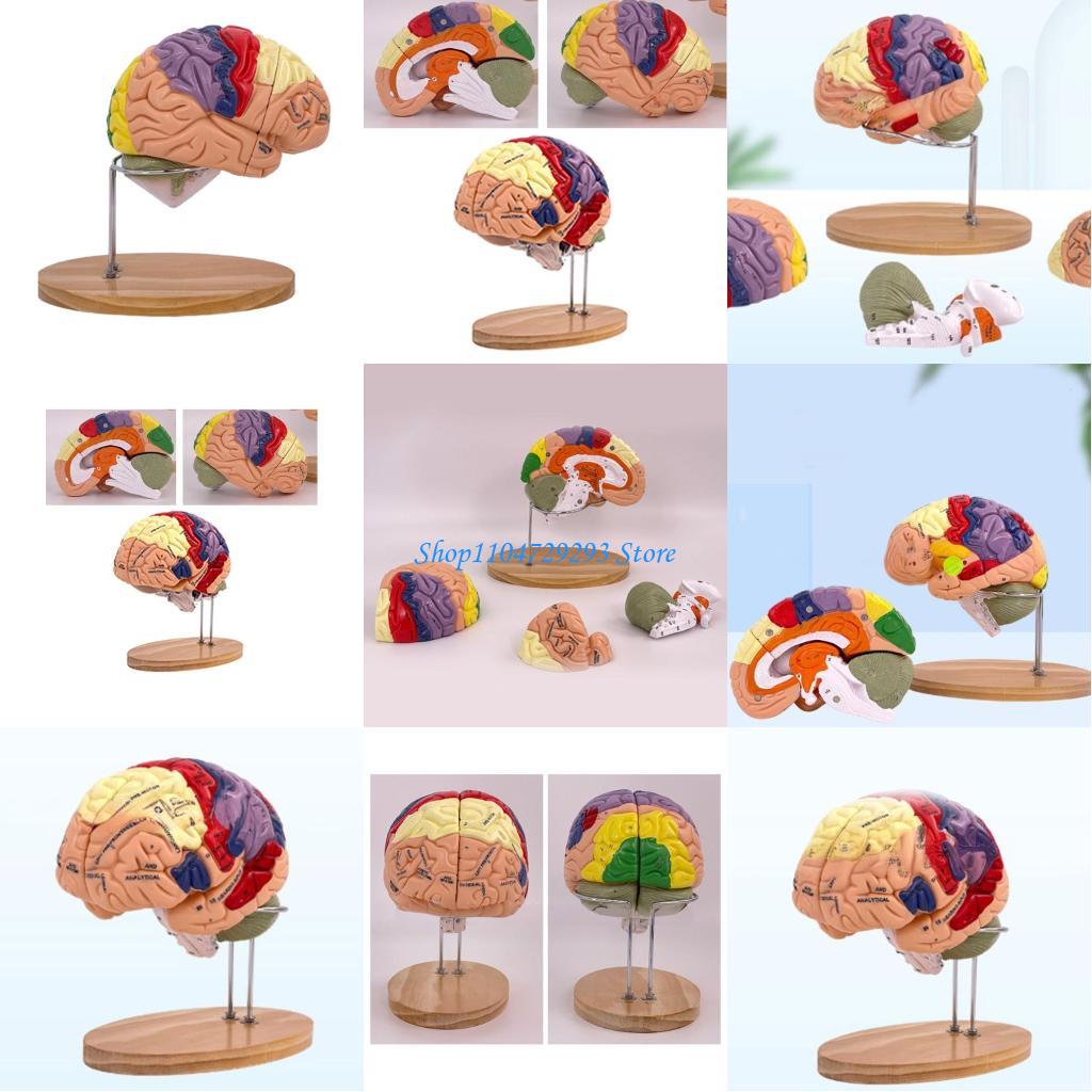 Medical Lab And Science - Y2GD Modelo anatomía del cerebro, accesorio