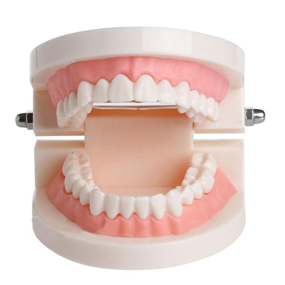 Medical Lab And Science - Modelo de Demostración Dental de Tipodonto