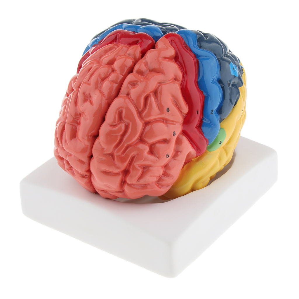 Medical Lab And Science - Modelo de cerebro de tamaño natural,