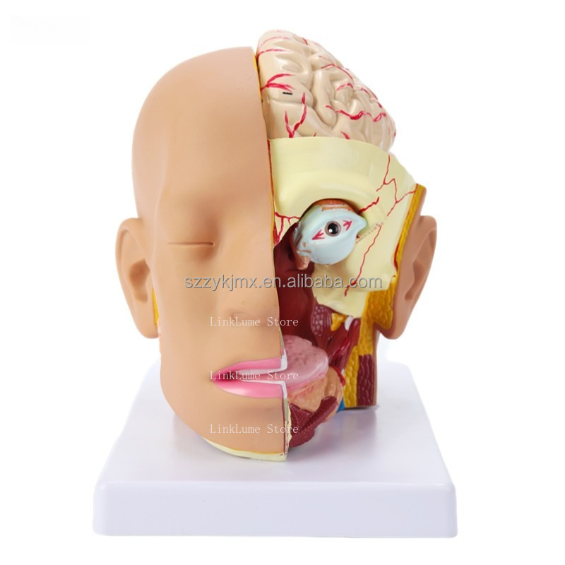 Medical Lab And Science - Modelo de Anatomía de Cabeza Humana