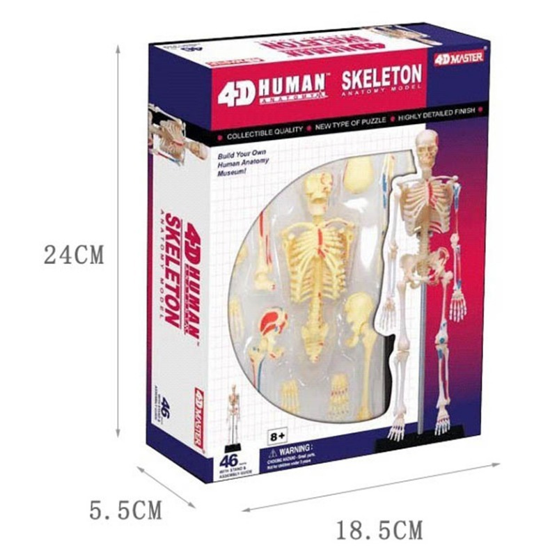 Medical Lab And Science - Modelo de anatomía del esqueleto humano