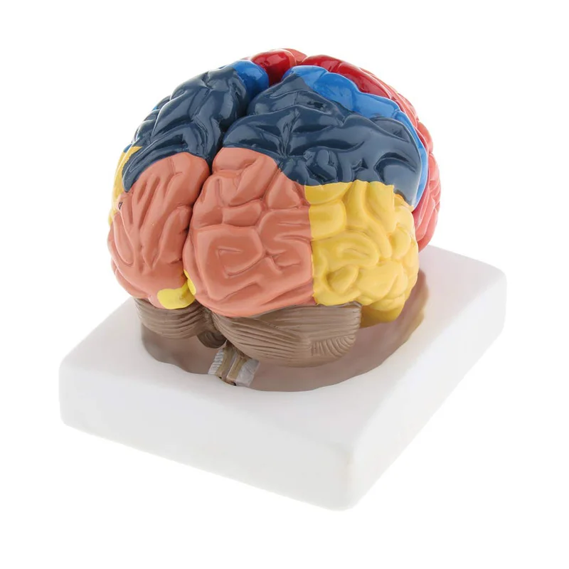 Modelo de cerebro humano anató - Medical Lab And Science reseña y precio