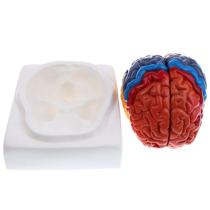 Modelo de cerebro humano anató - Medical Lab And Science reseña y precio