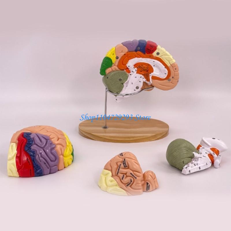 Y2GD Modelo anatomía del cereb - Medical Lab And Science reseña y precio