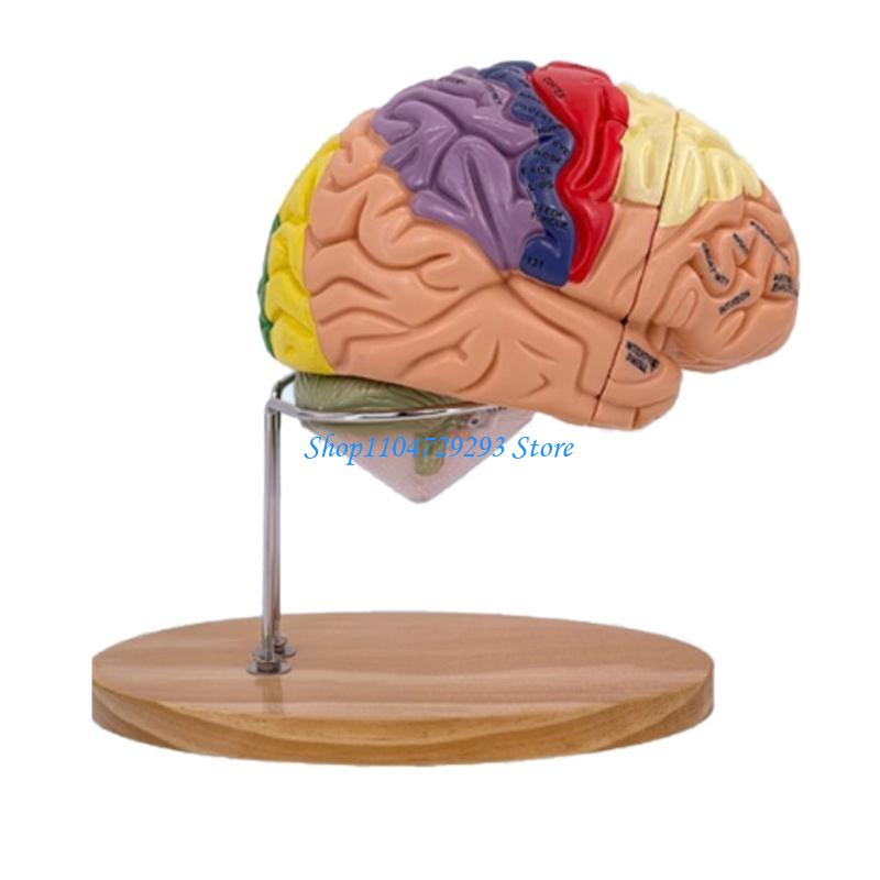 Y2GD Modelo anatomía del cereb - Medical Lab And Science reseña y precio