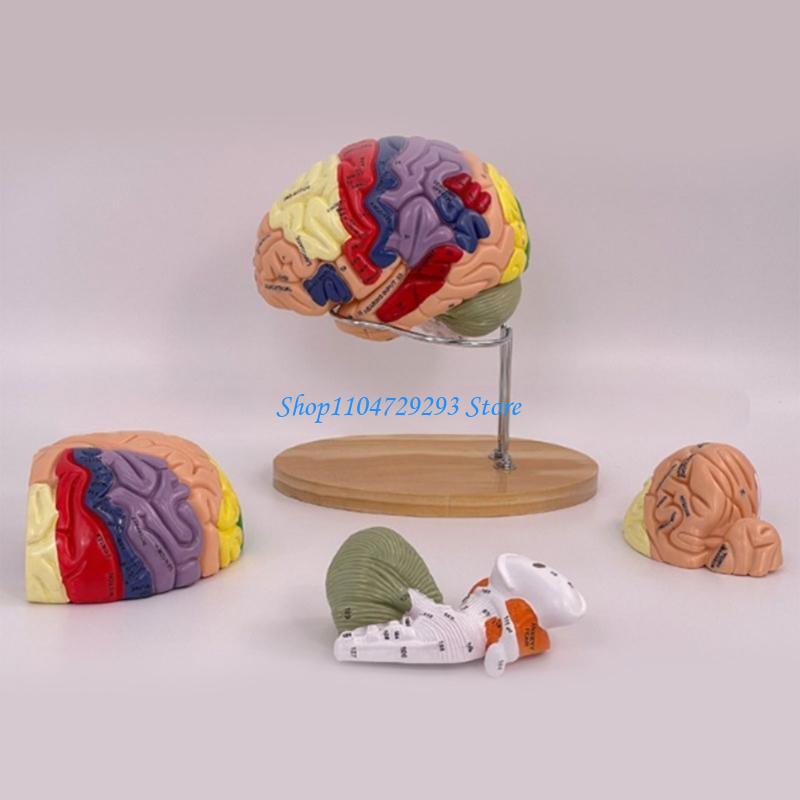 Y2GD Modelo anatomía del cereb - Medical Lab And Science reseña y precio