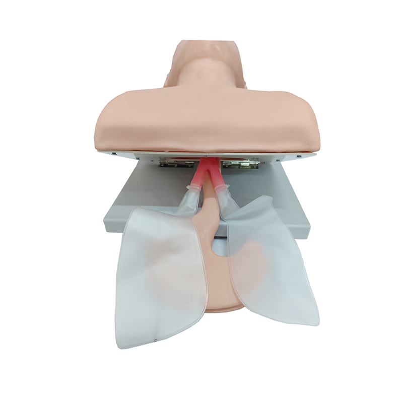 Modelo de enseñanza de maniquí - Medical Lab Management reseña y precio