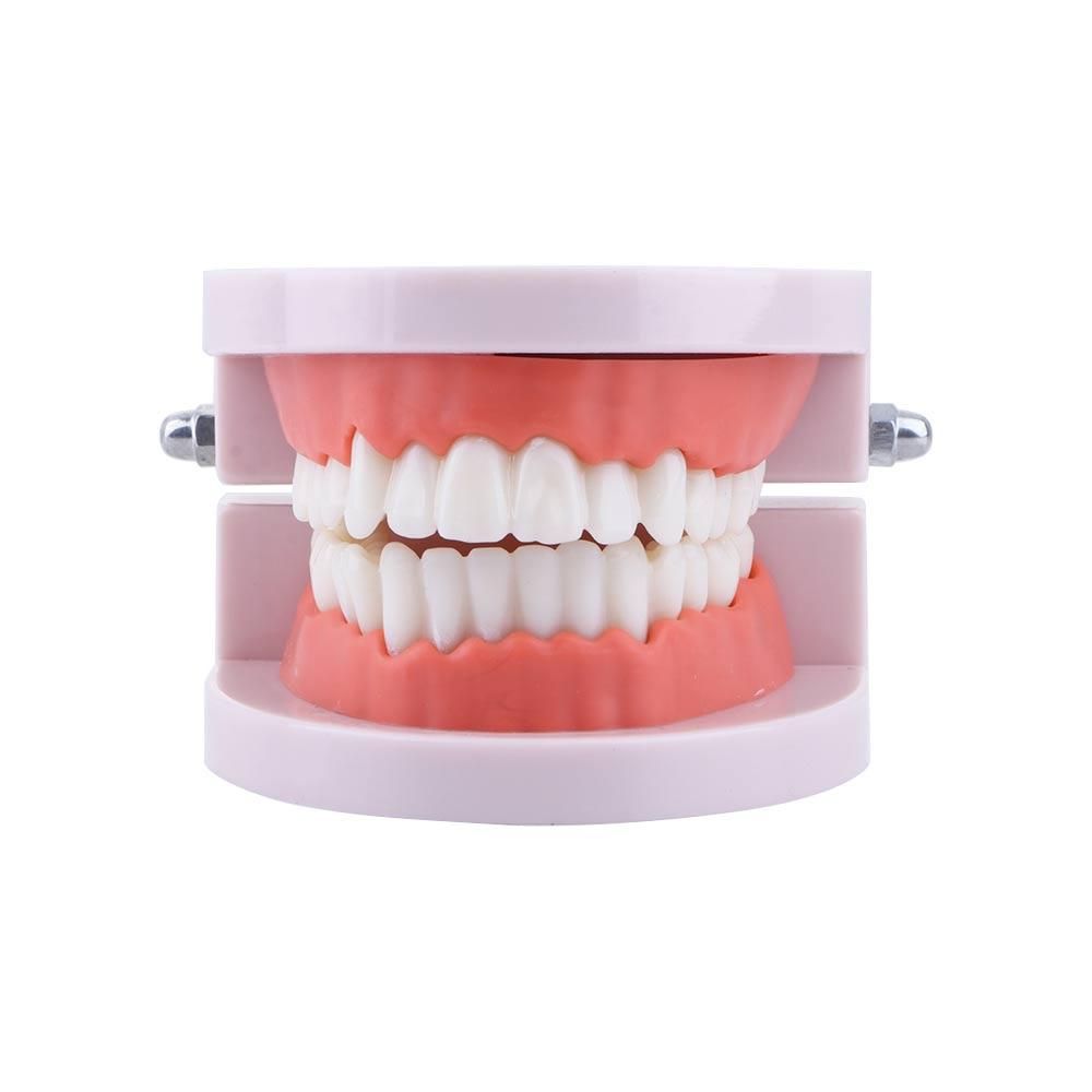Modelo de Demostración Dental  - Medical Lab And Science reseña y precio