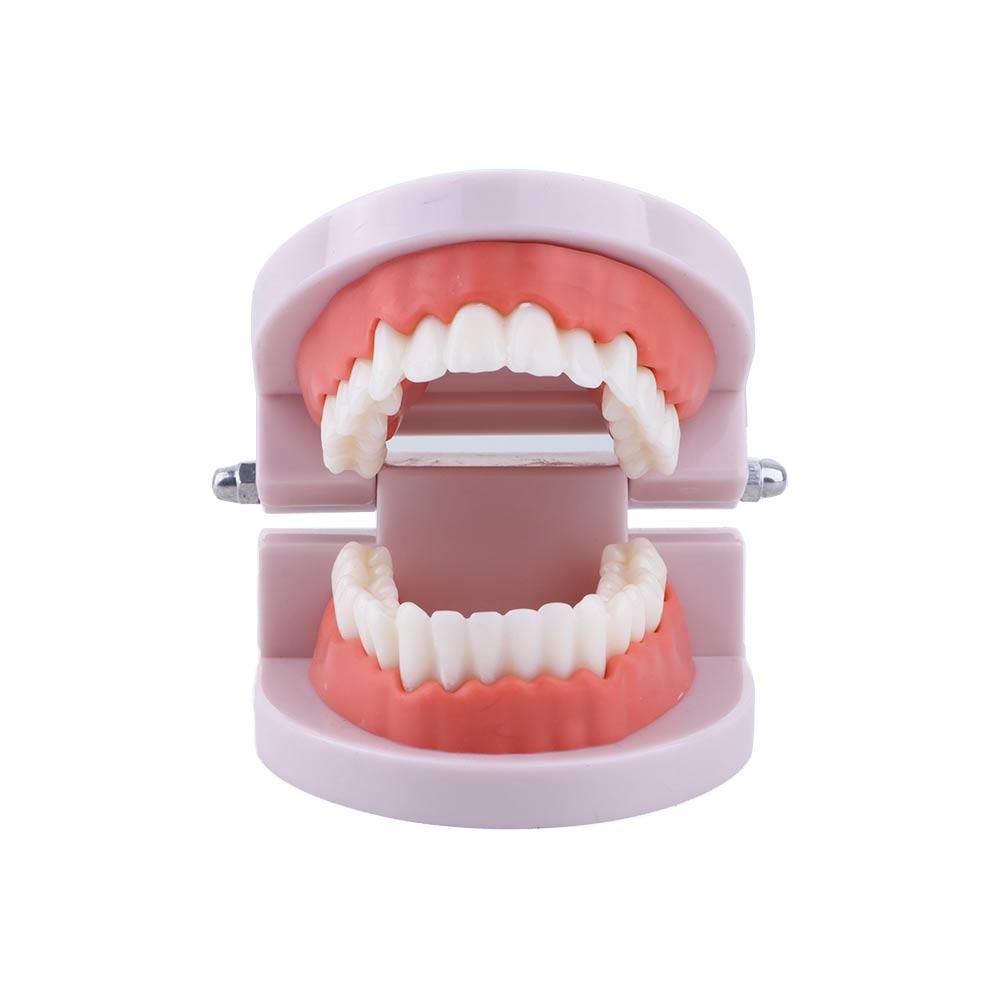 Modelo de Demostración Dental  - Medical Lab And Science reseña y precio