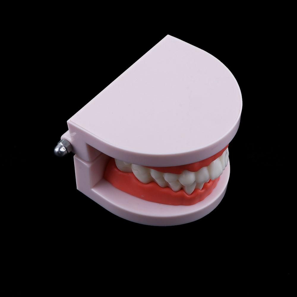 Modelo de Demostración Dental  - Medical Lab And Science reseña y precio