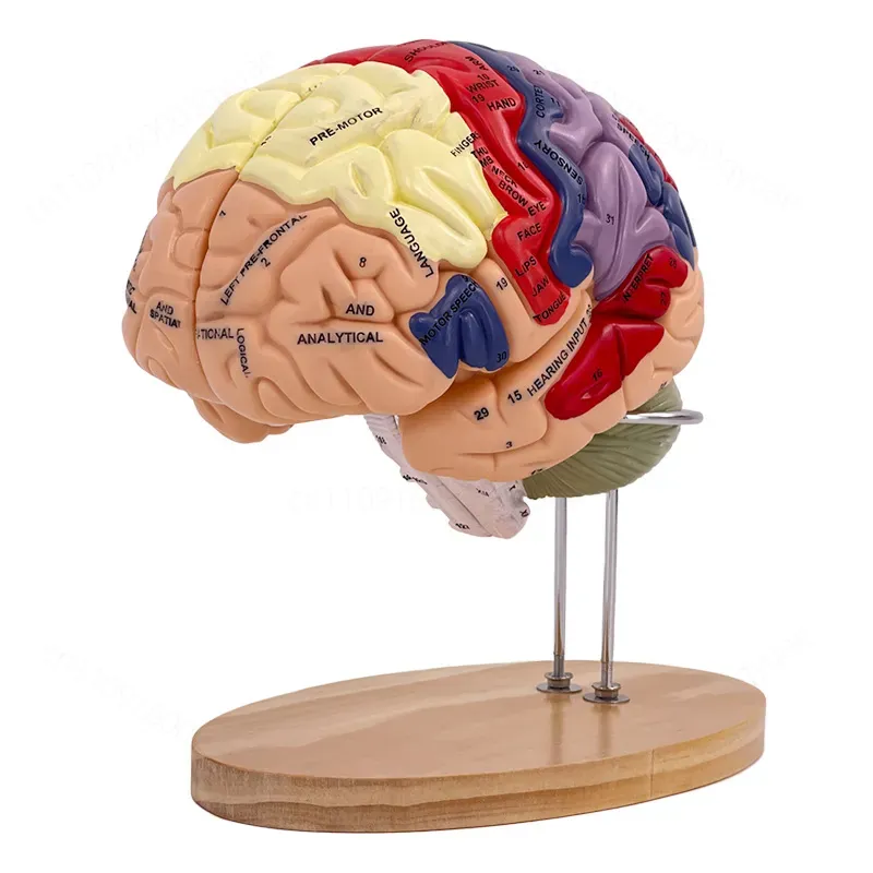 Modelo de Cerebro Deluxe con Z - Medical Lab And Science reseña y precio