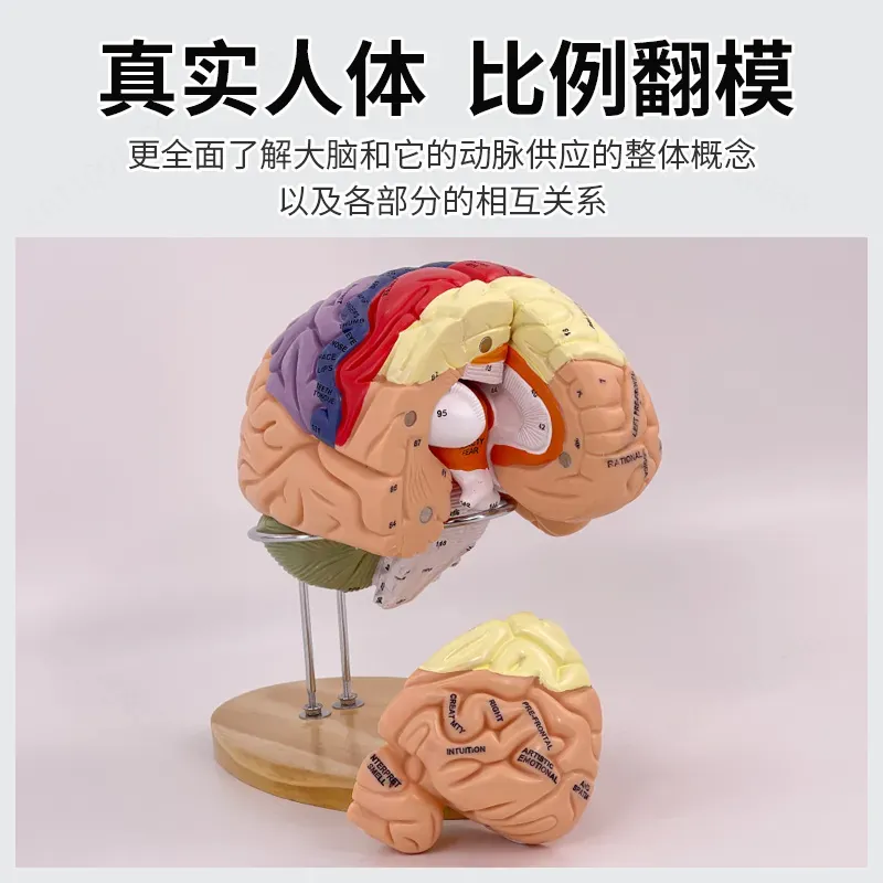 Modelo de Cerebro Deluxe con Z - Medical Lab And Science reseña y precio