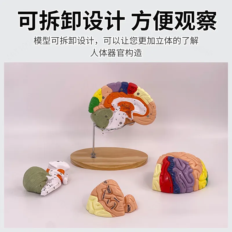Modelo de Cerebro Deluxe con Z - Medical Lab And Science reseña y precio
