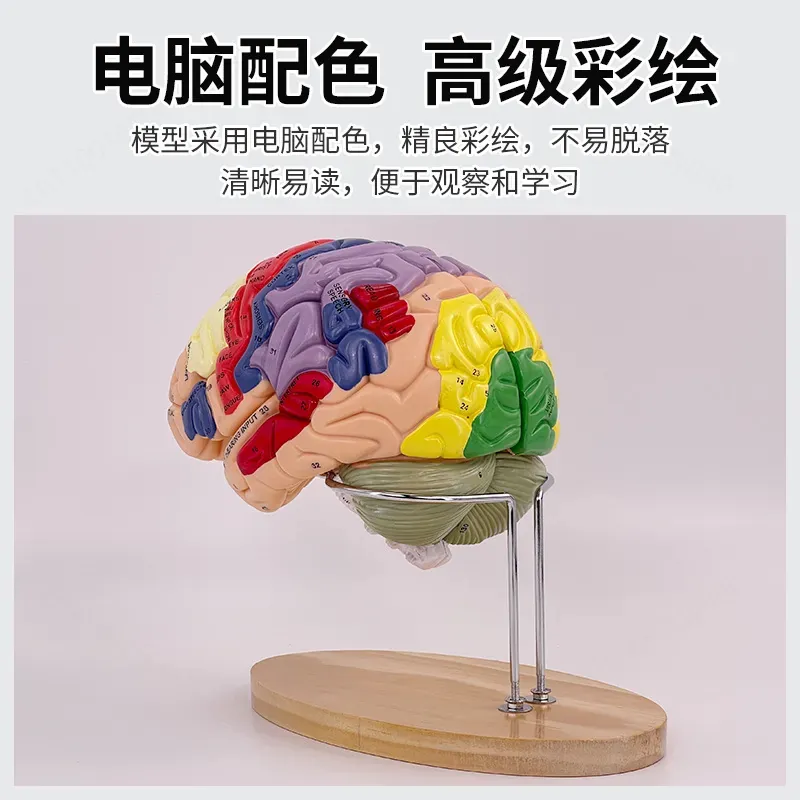 Modelo de Cerebro Deluxe con Z - Medical Lab And Science reseña y precio