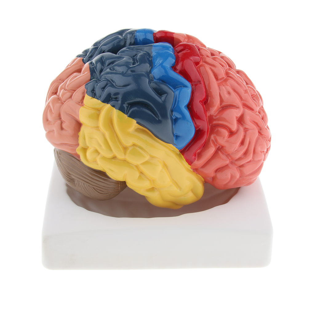 Modelo de cerebro de tamaño na - Medical Lab And Science reseña y precio
