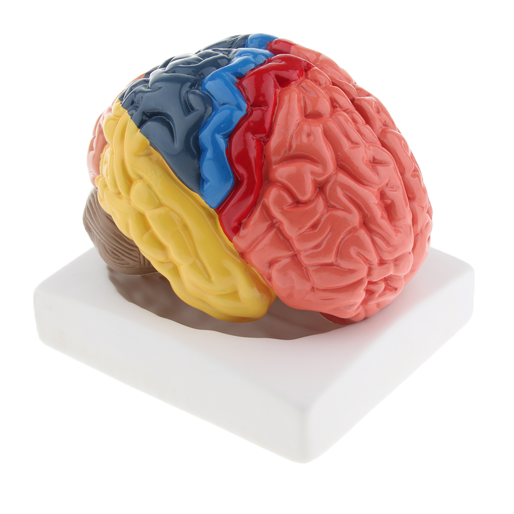 Modelo de cerebro de tamaño na - Medical Lab And Science reseña y precio