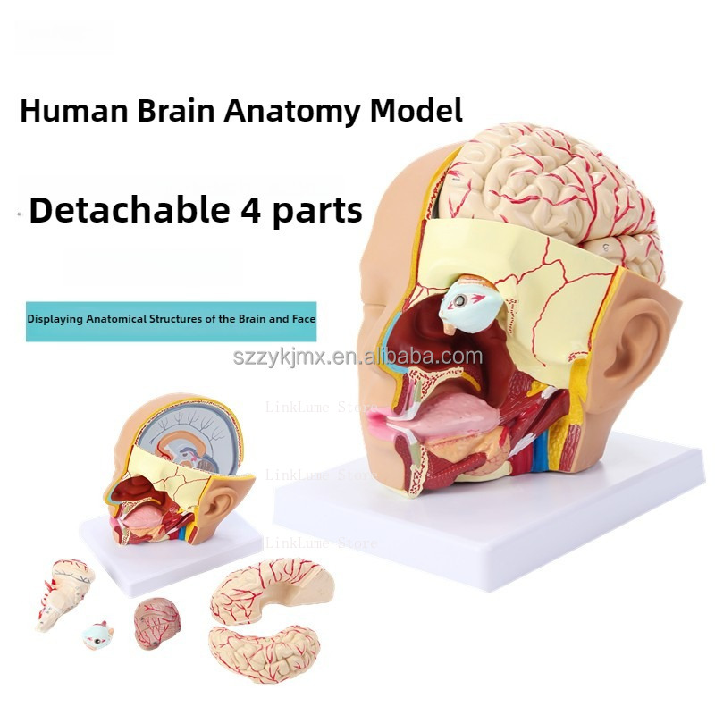 Modelo de Anatomía de Cabeza H - Medical Lab And Science reseña y precio