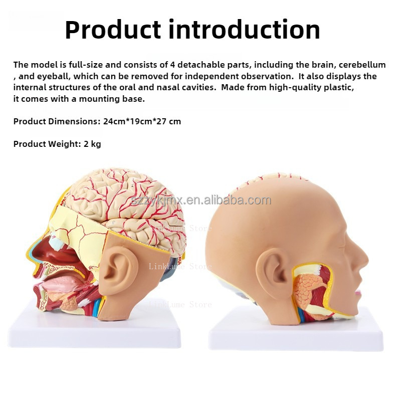 Modelo de Anatomía de Cabeza H - Medical Lab And Science reseña y precio