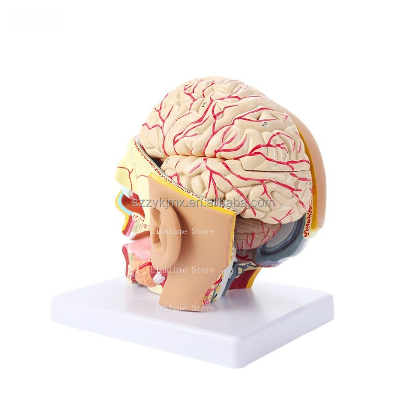 Modelo de Anatomía de Cabeza H - Medical Lab And Science reseña y precio