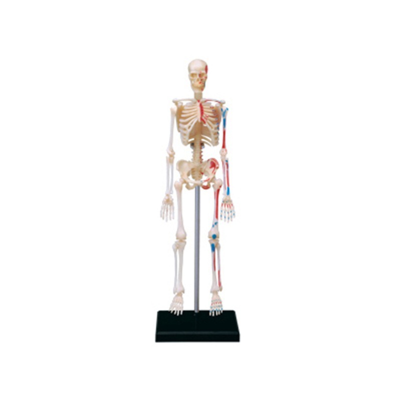 Modelo de anatomía del esquele - Medical Lab And Science reseña y precio