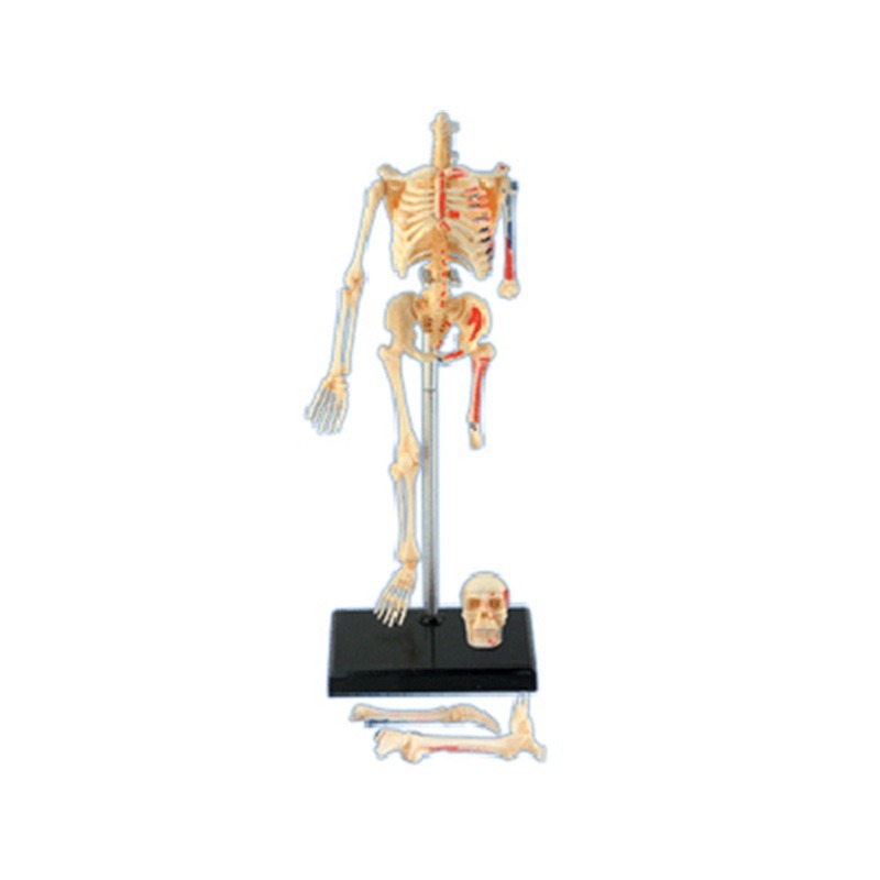 Modelo de anatomía del esquele - Medical Lab And Science reseña y precio