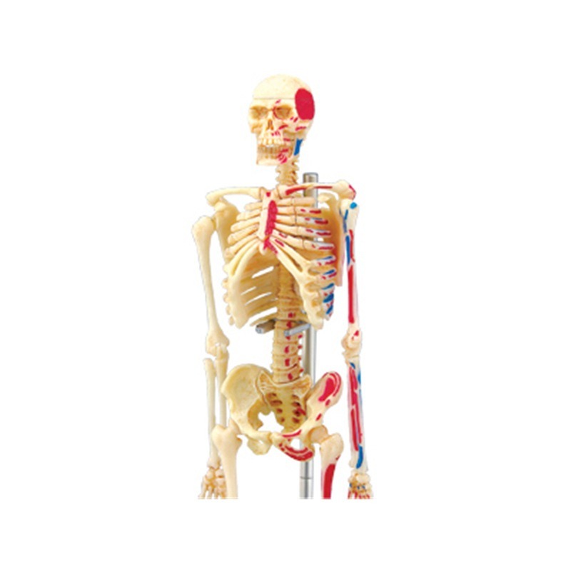 Modelo de anatomía del esquele - Medical Lab And Science reseña y precio