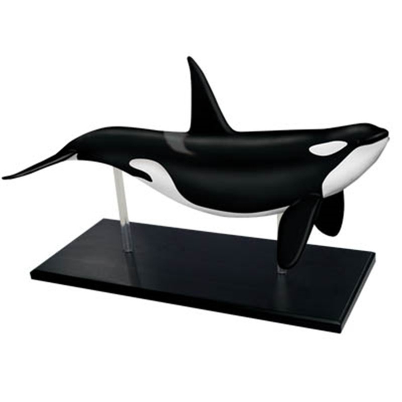4D visión Orca ballena esquele - Medical Lab Scientist reseña y precio