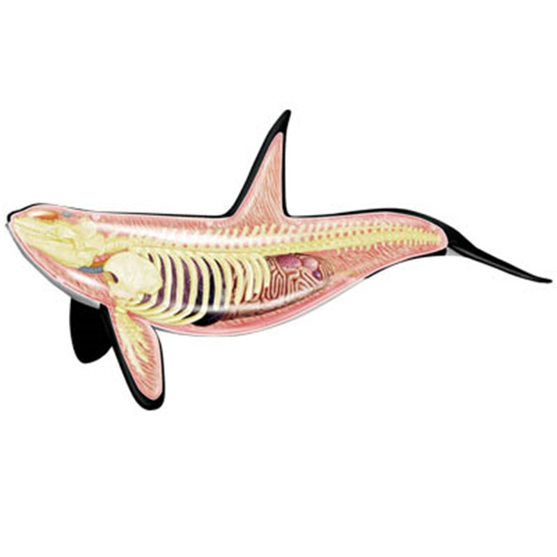 4D visión Orca ballena esquele - Medical Lab Scientist reseña y precio