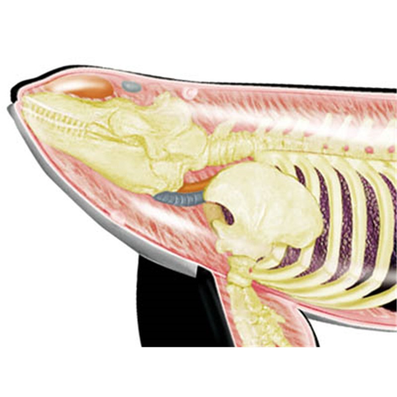 4D visión Orca ballena esquele - Medical Lab Scientist reseña y precio